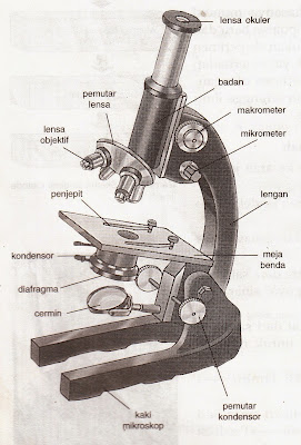 Detail Contoh Gambar Mikroskop Nomer 52