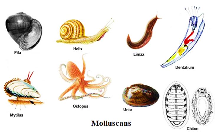 Contoh Gambar Mollusca - KibrisPDR