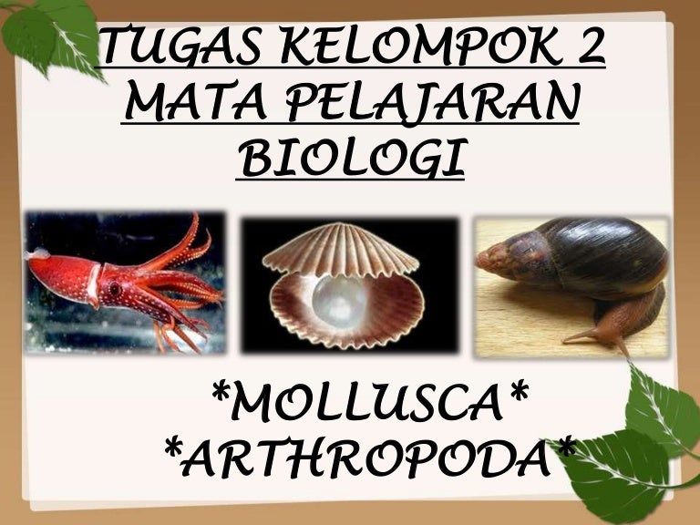 Detail Contoh Gambar Mollusca Nomer 37