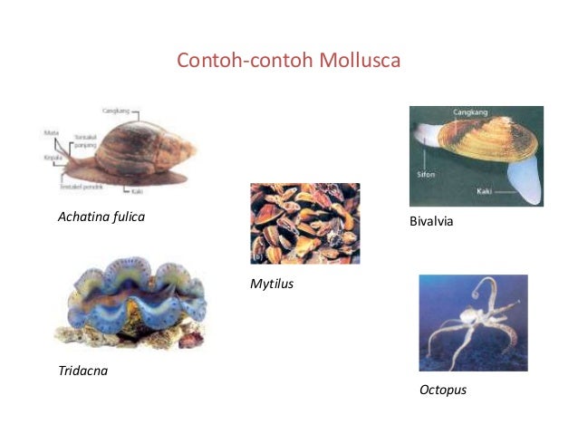 Detail Contoh Gambar Mollusca Nomer 38