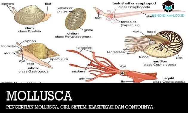 Detail Contoh Gambar Mollusca Nomer 9