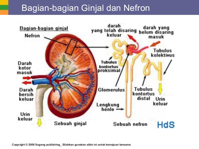 Detail Contoh Gambar Nefron Nomer 41