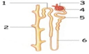 Detail Contoh Gambar Nefron Nomer 46