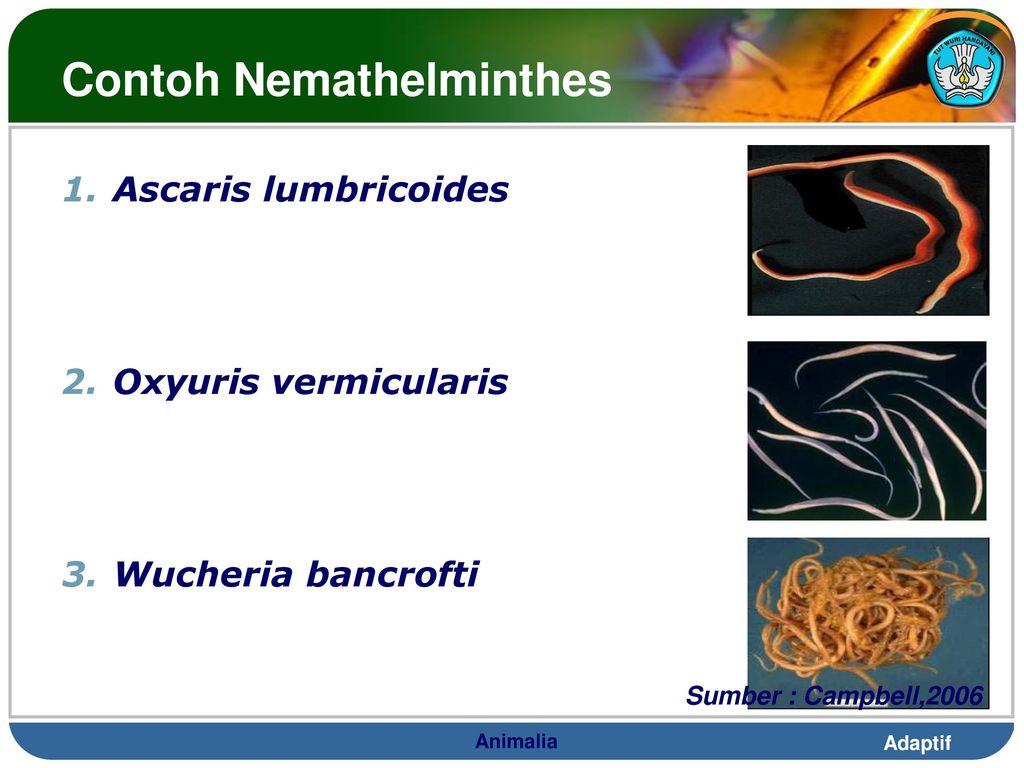 Detail Contoh Gambar Nemathelminthes Nomer 37