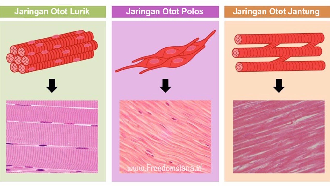 Detail Contoh Gambar Otot Lurik Nomer 12