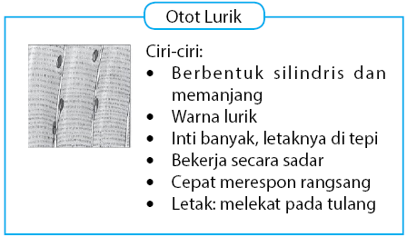 Detail Contoh Gambar Otot Lurik Nomer 56