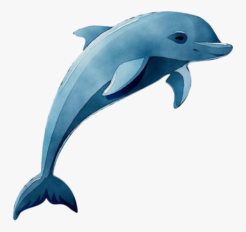 Detail Dolphin Drawing Nomer 11