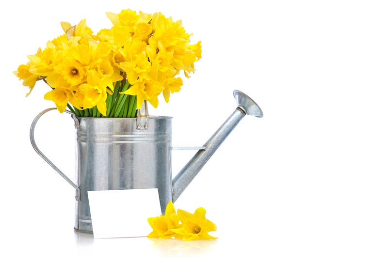 Detail Gut Riechende Blumen Nomer 9