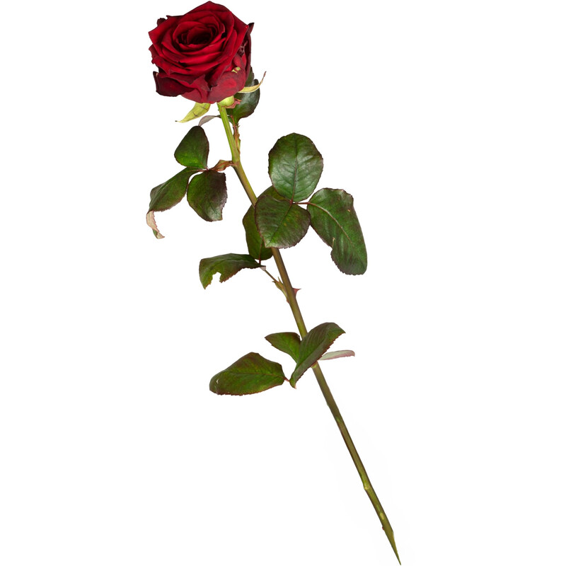 Detail Gut Riechende Blumen Nomer 4
