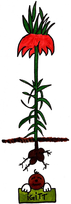 Detail Gut Riechende Blumen Nomer 6