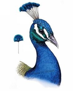 Pfau Gemalt - KibrisPDR