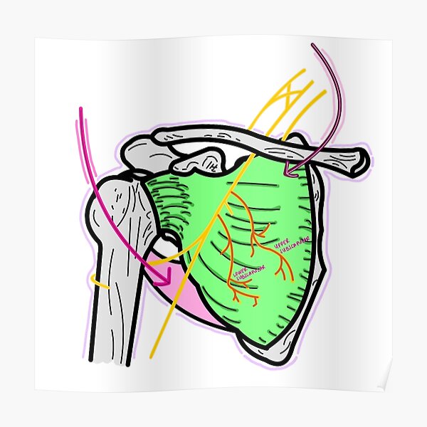 Detail Schulterblatt Anatomie Nomer 15