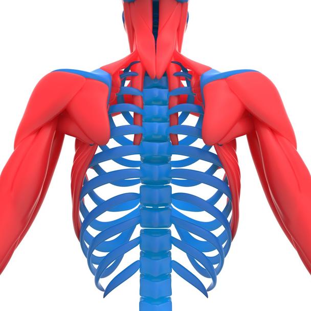 Detail Schulterblatt Anatomie Nomer 18