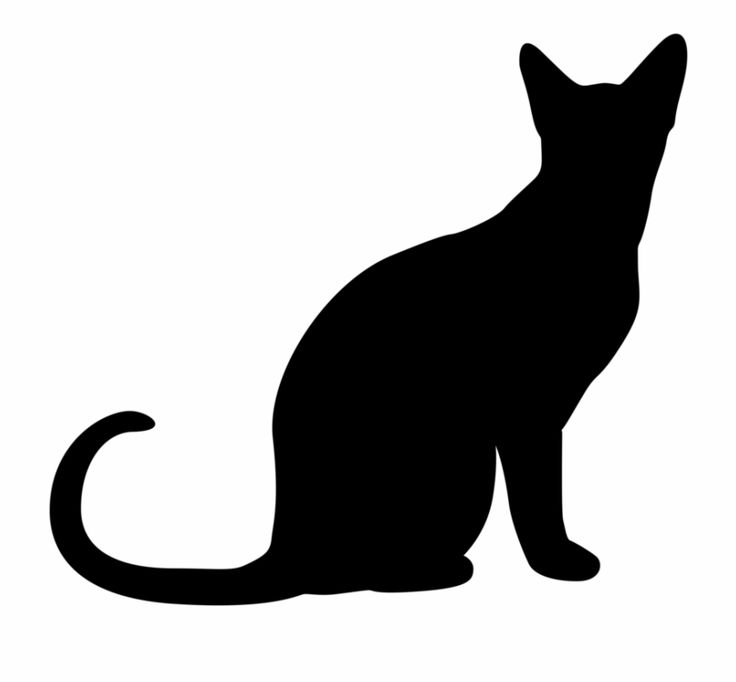 Detail Transparent Cat Image Nomer 3