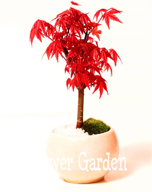 Bonsai Ahorn Rot - KibrisPDR