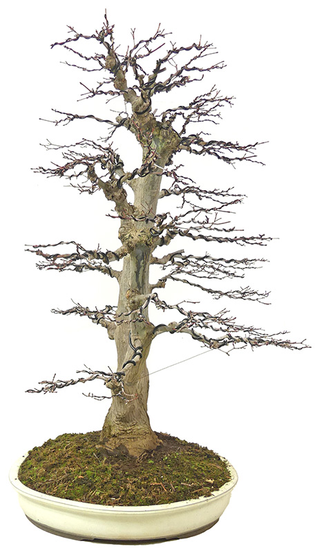Detail Bonsai Ahorn Rot Nomer 13