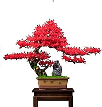 Detail Bonsai Ahorn Rot Nomer 3