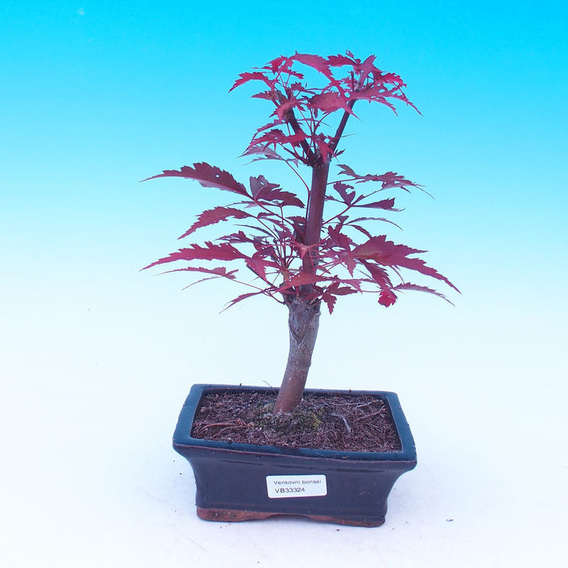 Detail Bonsai Ahorn Rot Nomer 4