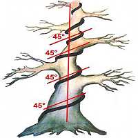 Detail Bonsai Ahorn Rot Nomer 8