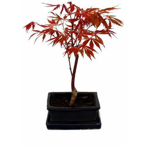 Detail Bonsai Ahorn Rot Nomer 9