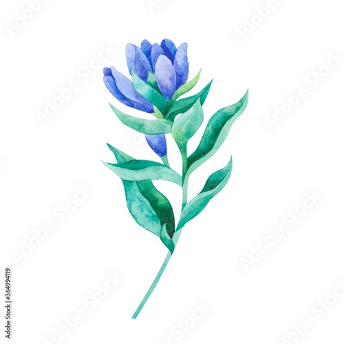 Detail Gebirgsblumen Blau Nomer 5