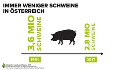 Detail Arbeitsblatt Schwein Nomer 5