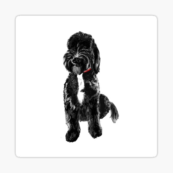 Cavapoo Schwarz - KibrisPDR
