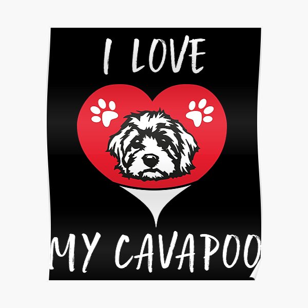 Detail Cavapoo Schwarz Nomer 10