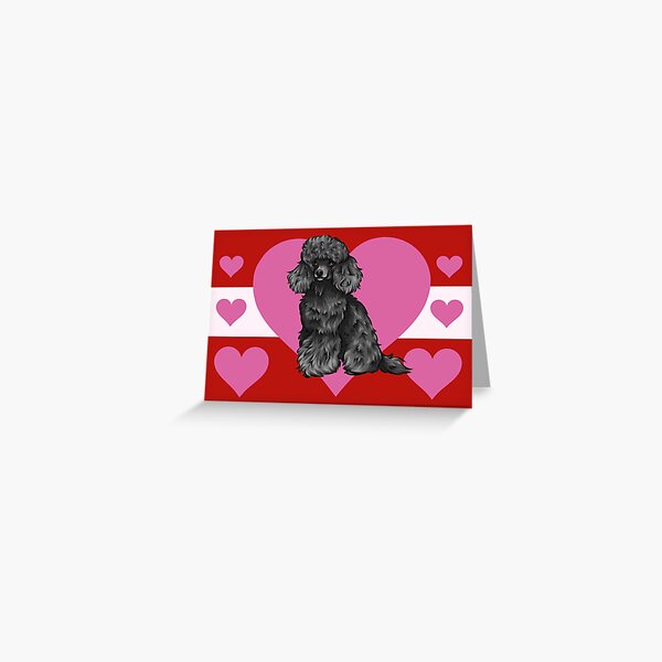 Detail Cavapoo Schwarz Nomer 13