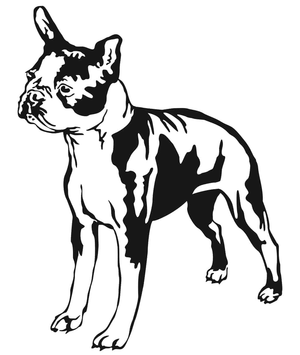 Detail Cavapoo Schwarz Nomer 15
