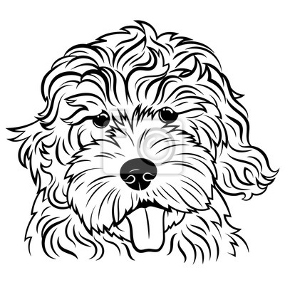 Detail Cavapoo Schwarz Nomer 17