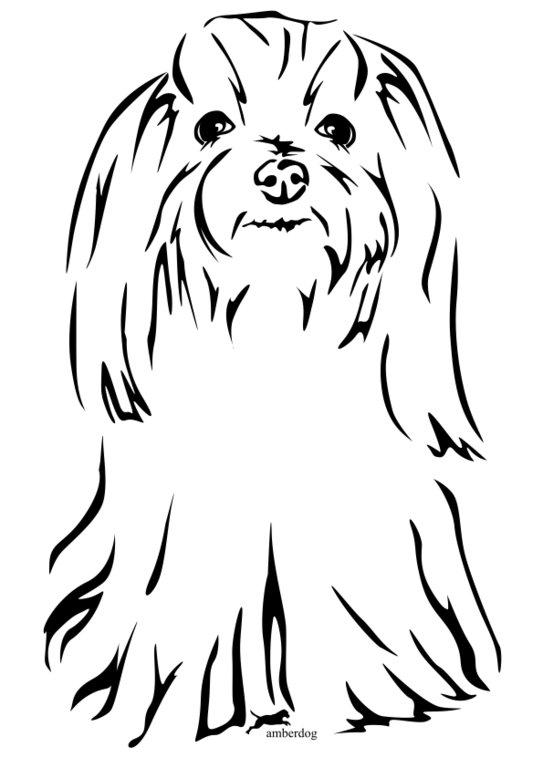 Detail Cavapoo Schwarz Nomer 18