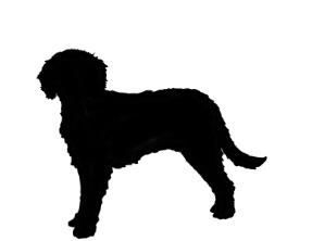 Detail Cavapoo Schwarz Nomer 3