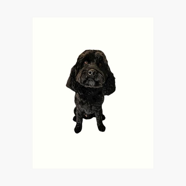 Detail Cavapoo Schwarz Nomer 6