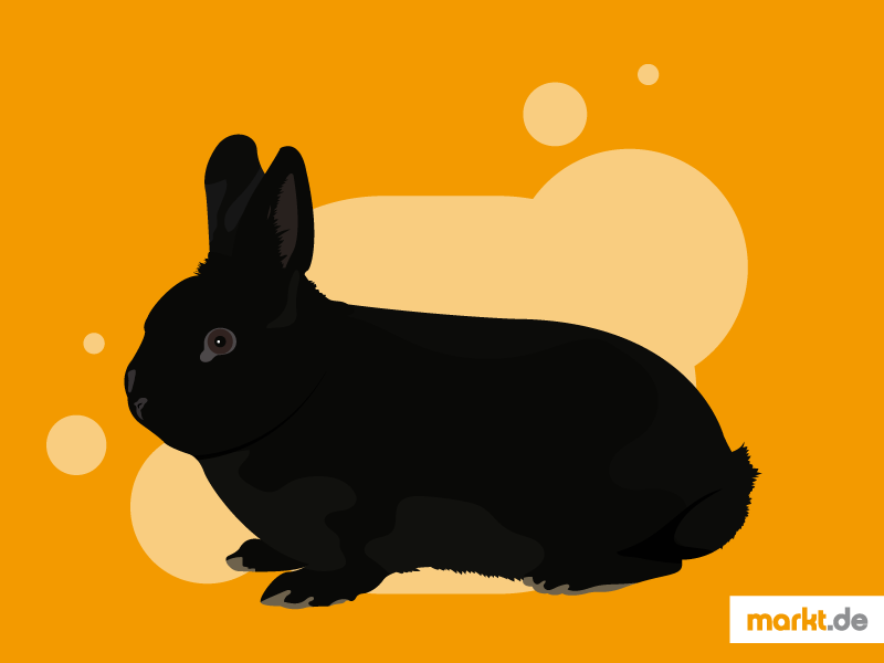 Detail Schwarzer Hase Nomer 15