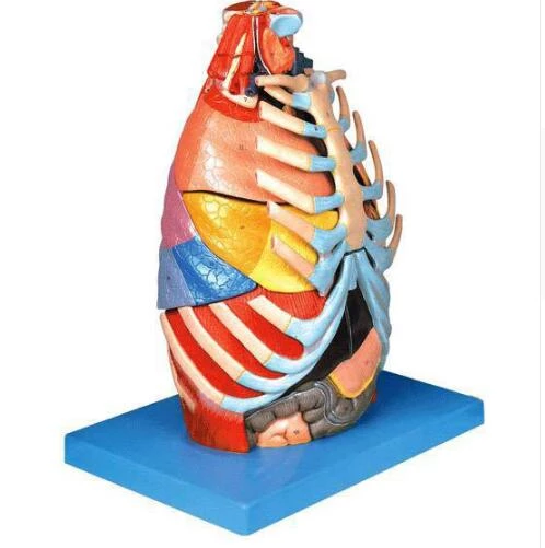 Detail Anatomie Der Brust Nomer 9