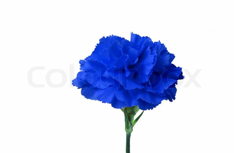 Hintergrund Blaue Blume - KibrisPDR