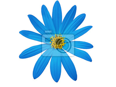 Detail Hintergrund Blaue Blume Nomer 8
