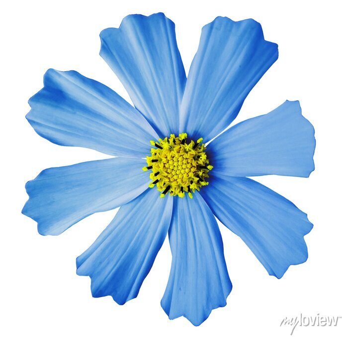 Detail Hintergrund Blaue Blume Nomer 2