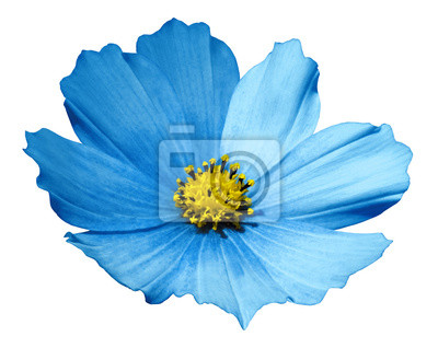 Detail Hintergrund Blaue Blume Nomer 3