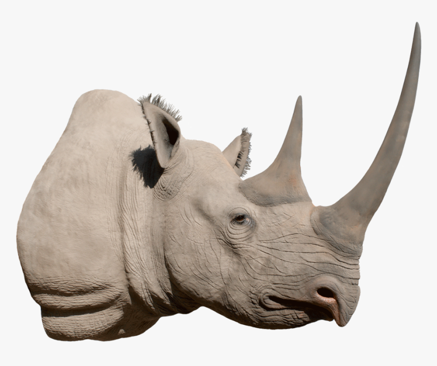 Detail Conan Exiles Black Rhino Nomer 11