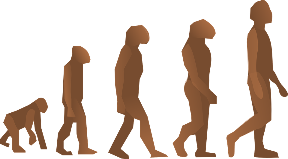 Detail Menschliche Evolution Nomer 7