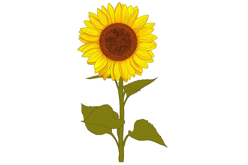 Sonnenblume Zeichnen Bleistift - KibrisPDR