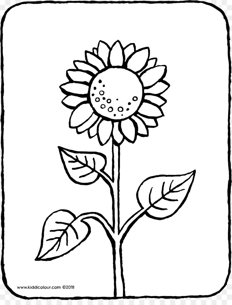 Detail Sonnenblume Zeichnen Bleistift Nomer 5