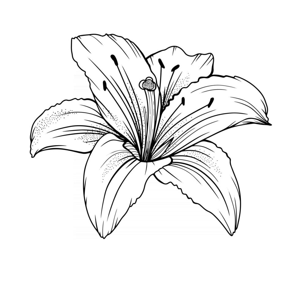 Detail Umriss Blumen Nomer 24