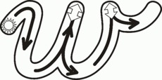 Detail W In Schreibschrift Nomer 3