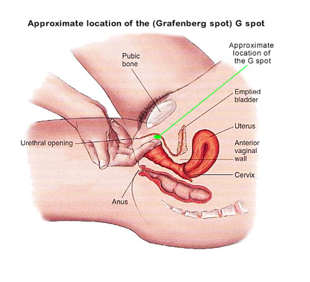 Gambar G Spot - KibrisPDR