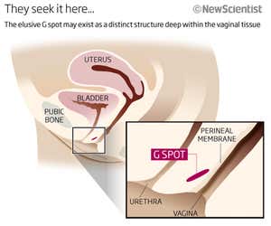 Detail Gambar G Spot Nomer 14