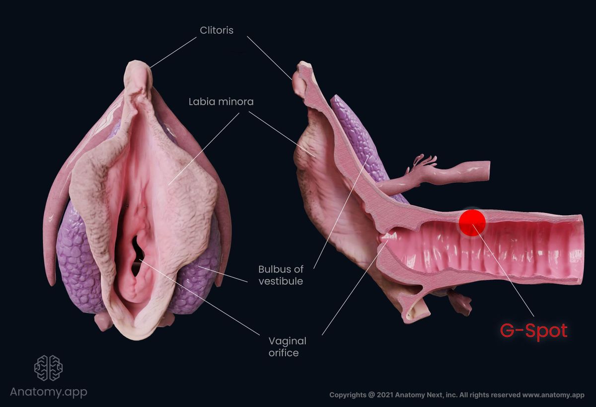 Detail Gambar G Spot Nomer 34