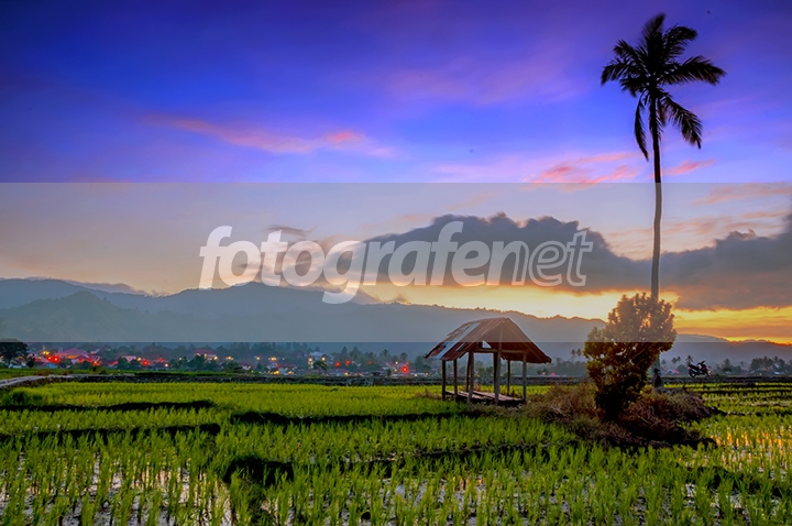 Detail Gambar Gubuk Sawah Nomer 28